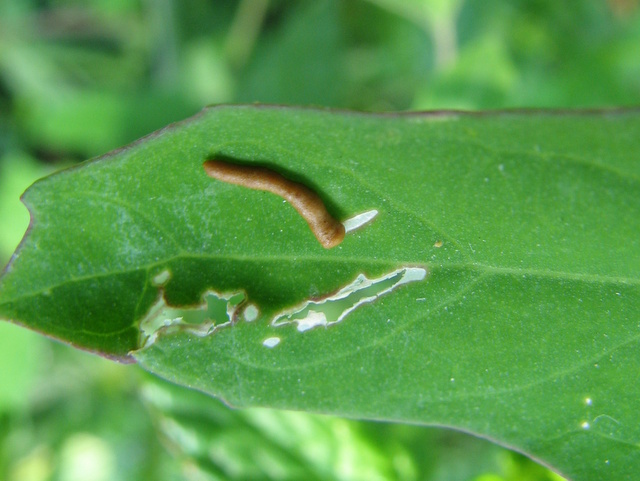 larva di....